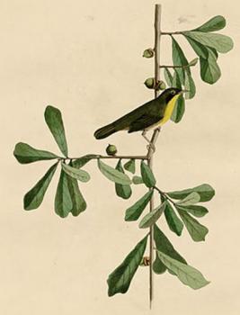 John James Audubon : Roscoe's yellow throat